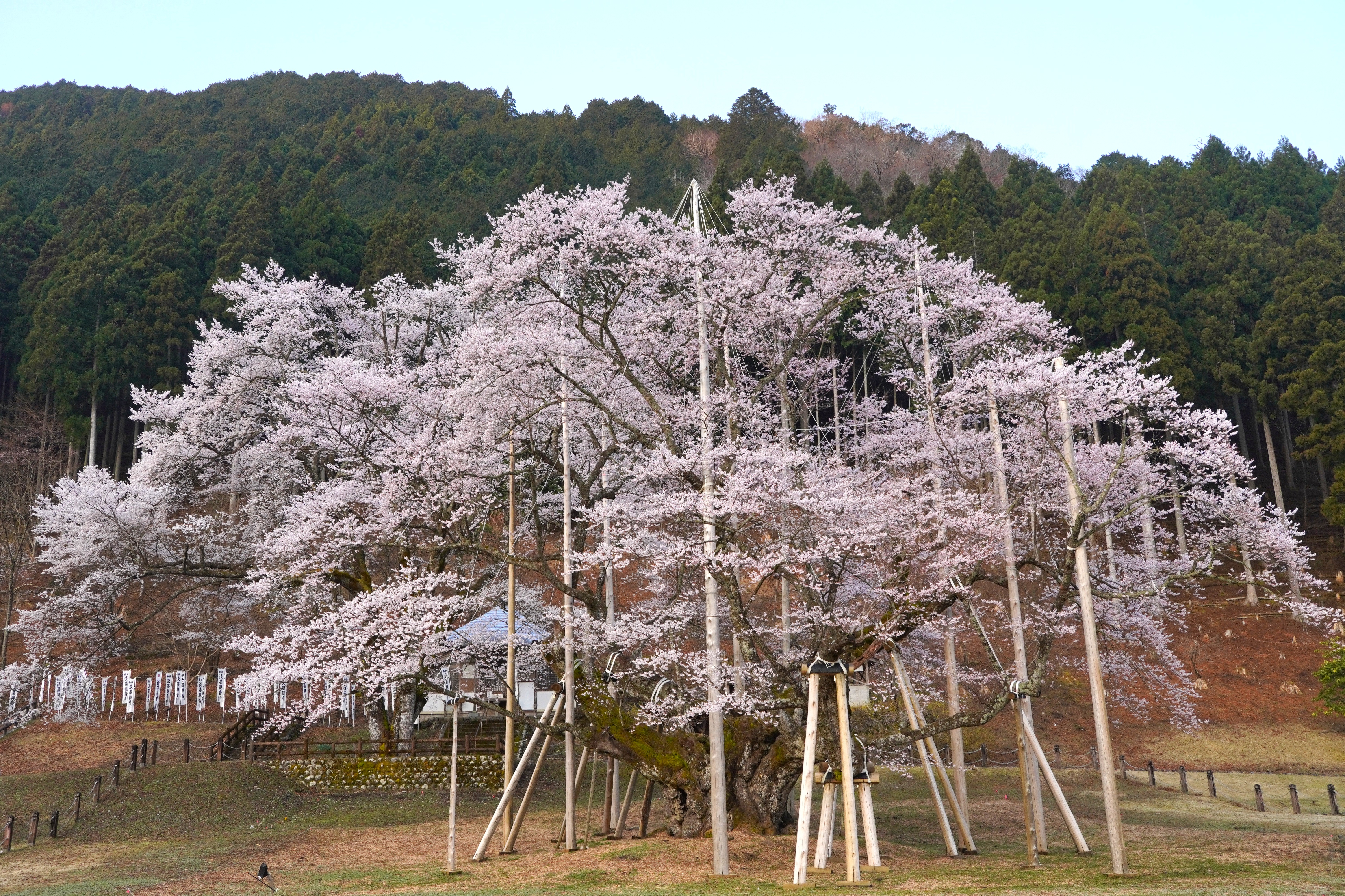 本巣市の風景