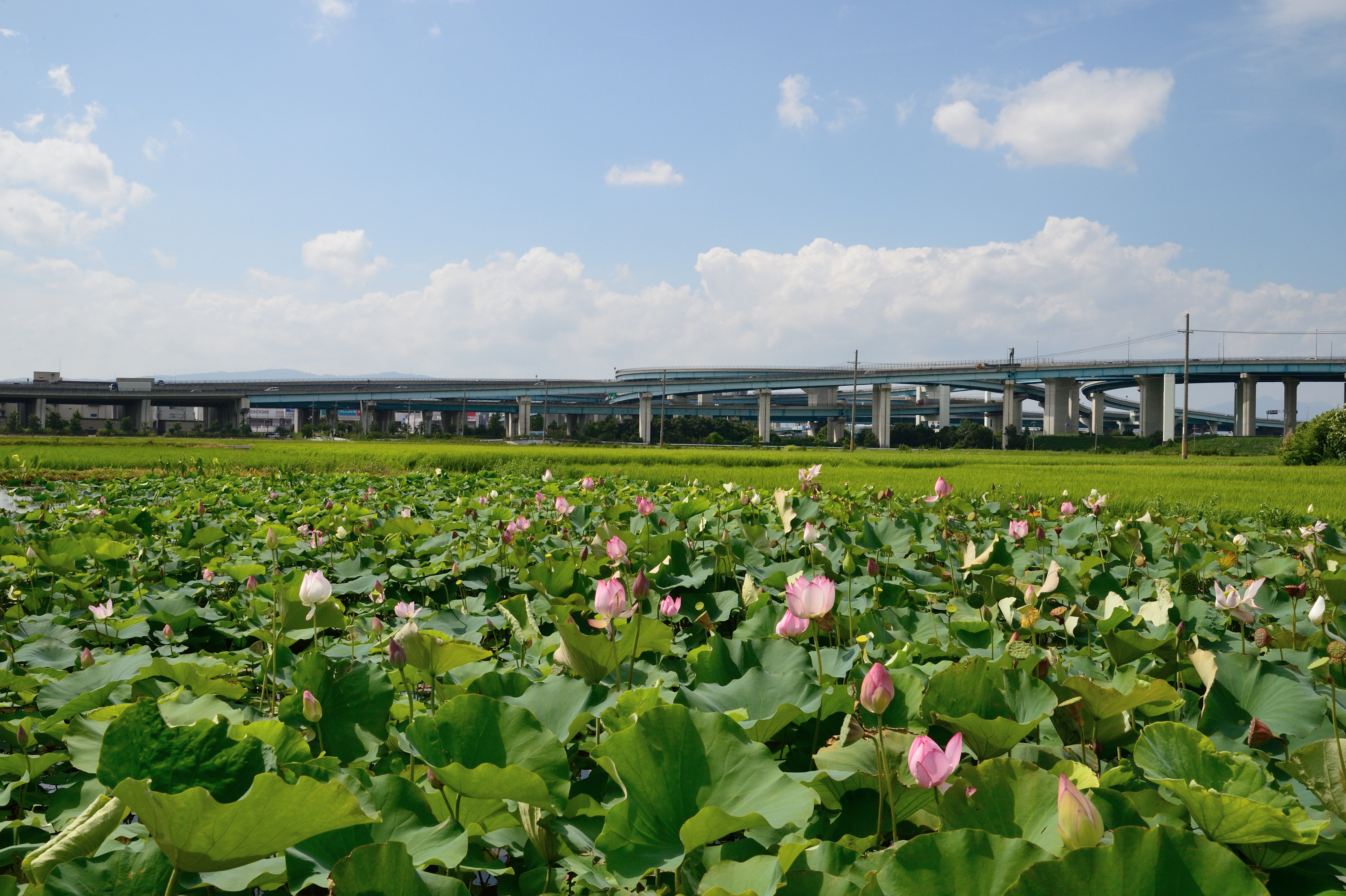 久御山町の風景